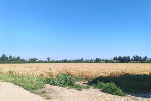 方位风水_成熟的麦子摆放在家里的什么位置更好