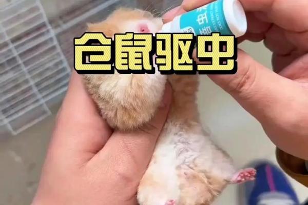 家里养仓鼠对风水好吗