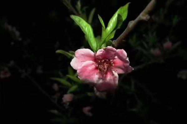 八字里桃花