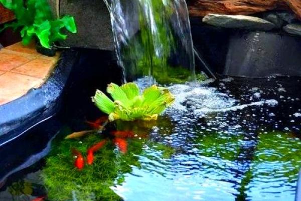 房子脚下建鱼池风水