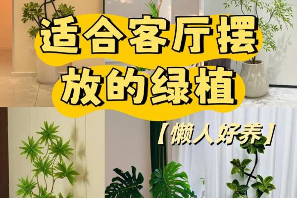 如何通过养植物改善室内风水