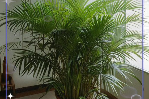 办公室风水植物_老板的办公室要放什么植物