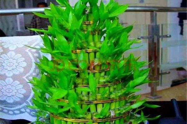 风水学用什么植物打扫房子