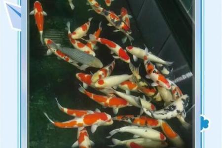 锦鲤风水_锦鲤养13条是什么意思