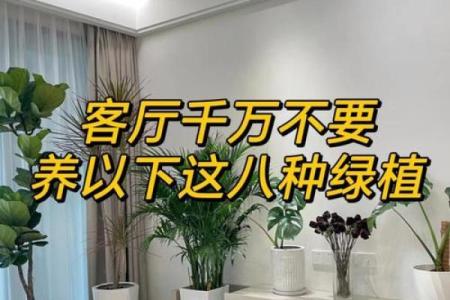 如何通过养植物改善室内风水
