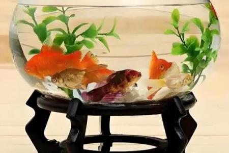 鱼缸与风水禁忌 这些摆放位置要注意
