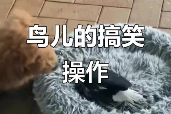 搞笑小鸟算命视频