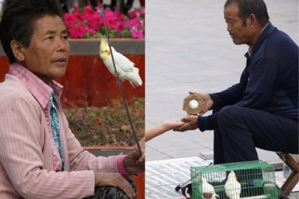 灵鸟叨签算命违法吗