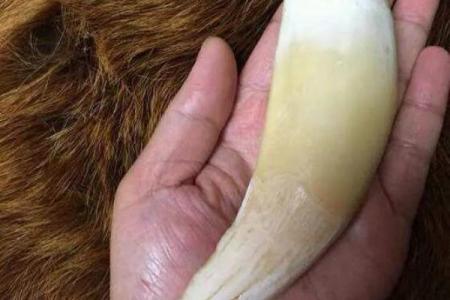 虎牙算命：面相虎牙分析