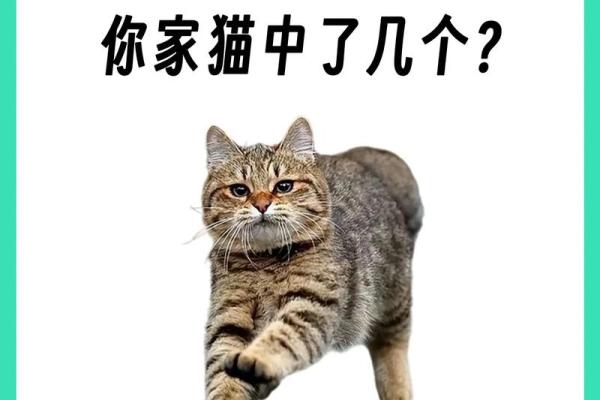 养猫能招财吗？你的八字能养猫吗