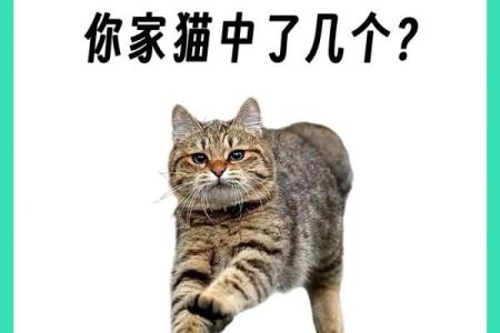 养猫能招财吗？你的八字能养猫吗