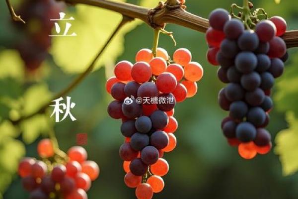立秋八字