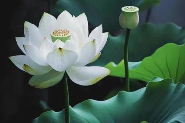 心理测试-选择你最喜欢的荷花，测你命里有没有横财发生？