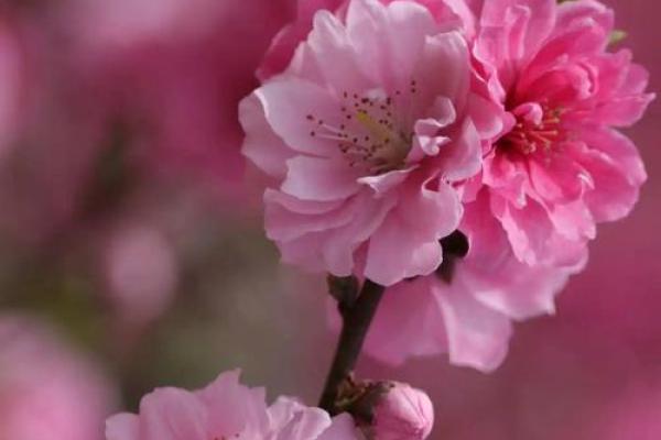 八字正桃花