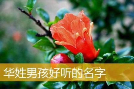 花姓男孩名字大全-花姓男孩起名字大全-花姓名字大全姓名