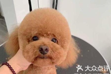 2018年狗宝宝最适合用什么字来起名 -华易网姓名