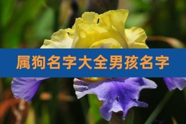 下午五点出生的属狗男孩取什么名,适合什么字姓名 下午五点出生的属狗男孩取什么名,适合什么字姓名